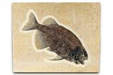 Exquisetly Detailed Fish Fossil (Phareodus) - Wyoming #382867-1